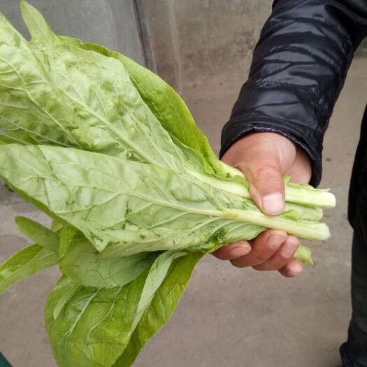 南县白菜苔 15~20cm