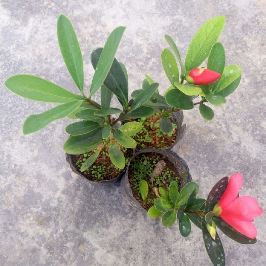 漳平市杜鹃红山茶花 30~50cm