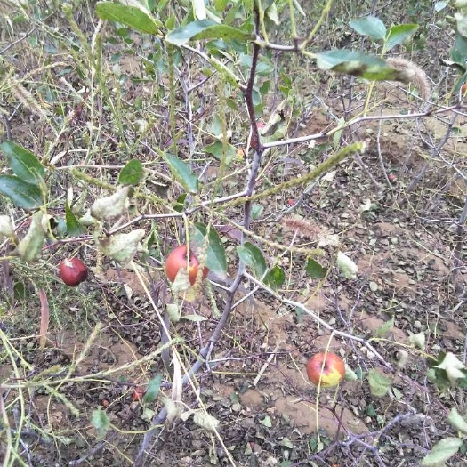 绛县大梨枣苗 