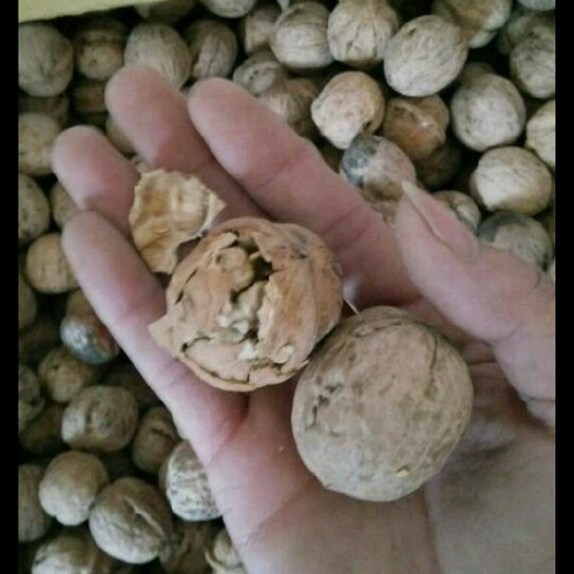 吕梁薄皮核桃 
