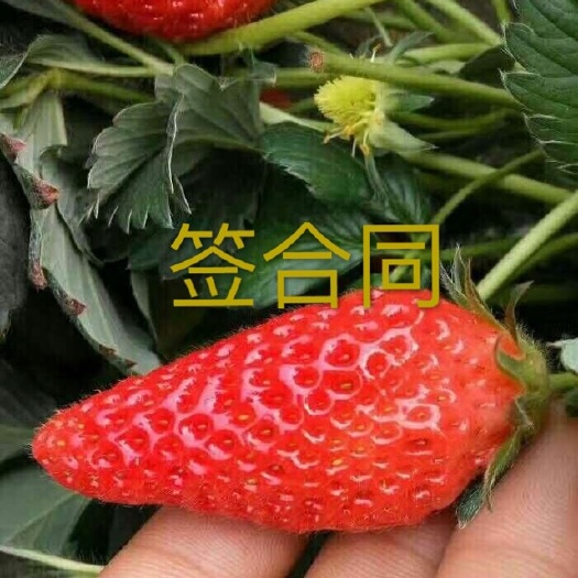甜查理草莓苗  地栽苗 20~30公分 提供技术，根系好