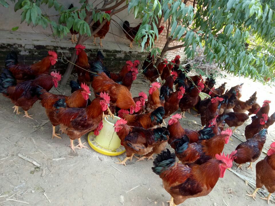 十六斤红鸡雏图片图片