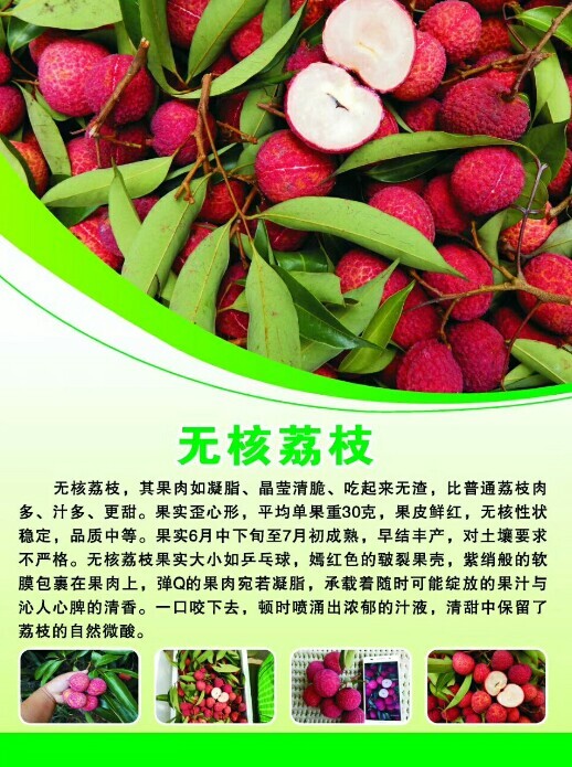 灵山县无核荔枝苗