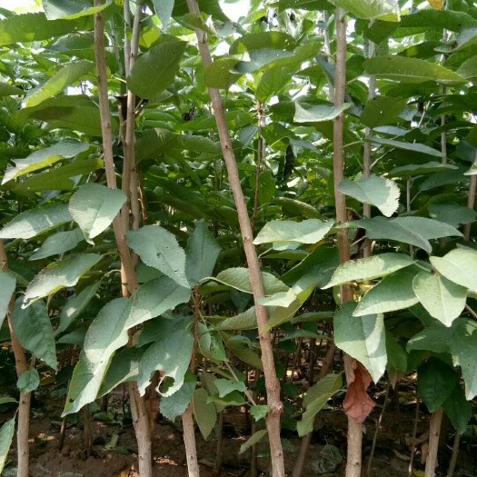 烟台脱毒矮化樱桃苗 