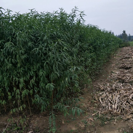 泰安秋彤桃树苗 1~1.5米