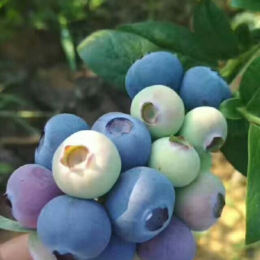 泰安矮丛蓝莓苗