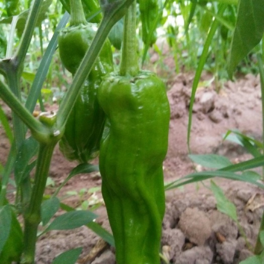 费县砀椒三号 5~10cm 微辣