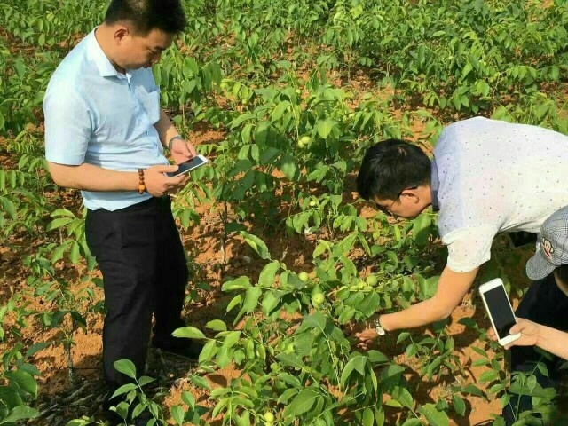 薄皮核桃苗  基地直销，
保湿邮递，