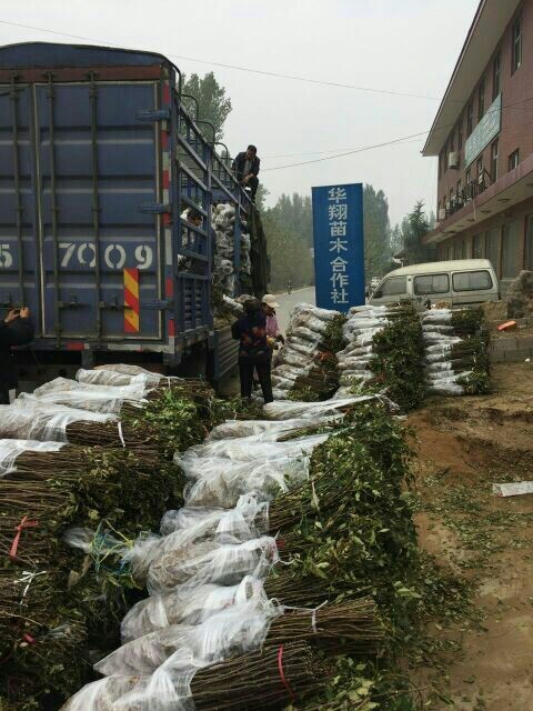 泰安大红袍花椒苗
