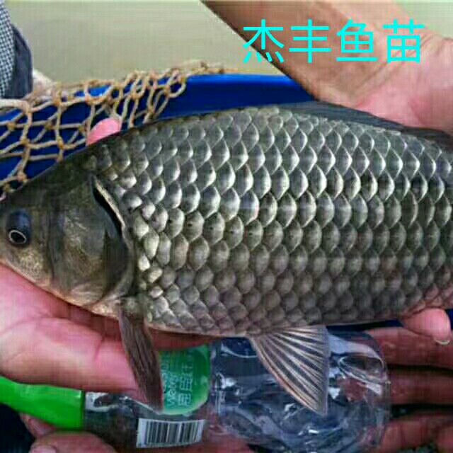 中科三号鲫鱼 人工养殖 0.05公斤