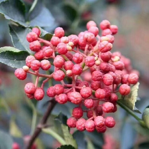 铜川大红袍花椒 干花椒 一级