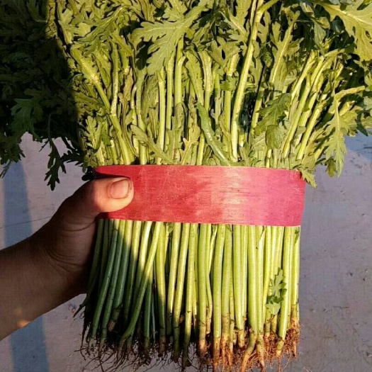 邯郸光杆茼蒿 15~20cm