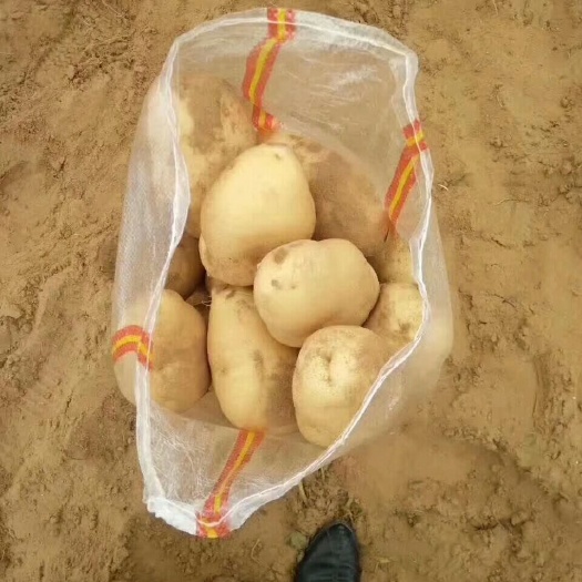 陕北纯沙地土豆，沃土，希森，V7，颜色好，个头大！