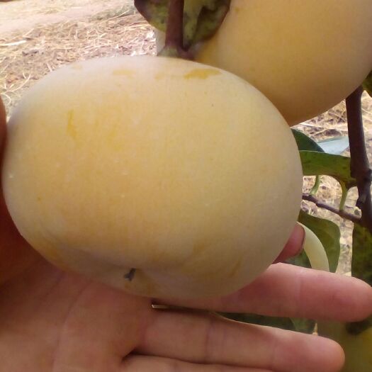 恭城月柿 3 - 4两以上