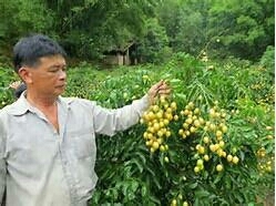 灵山县鸡心黄皮苗