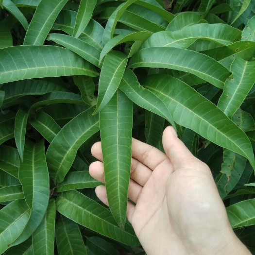 灵山县澳芒苗 