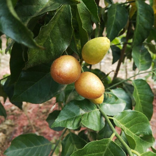 灵山县鸡心黄皮苗