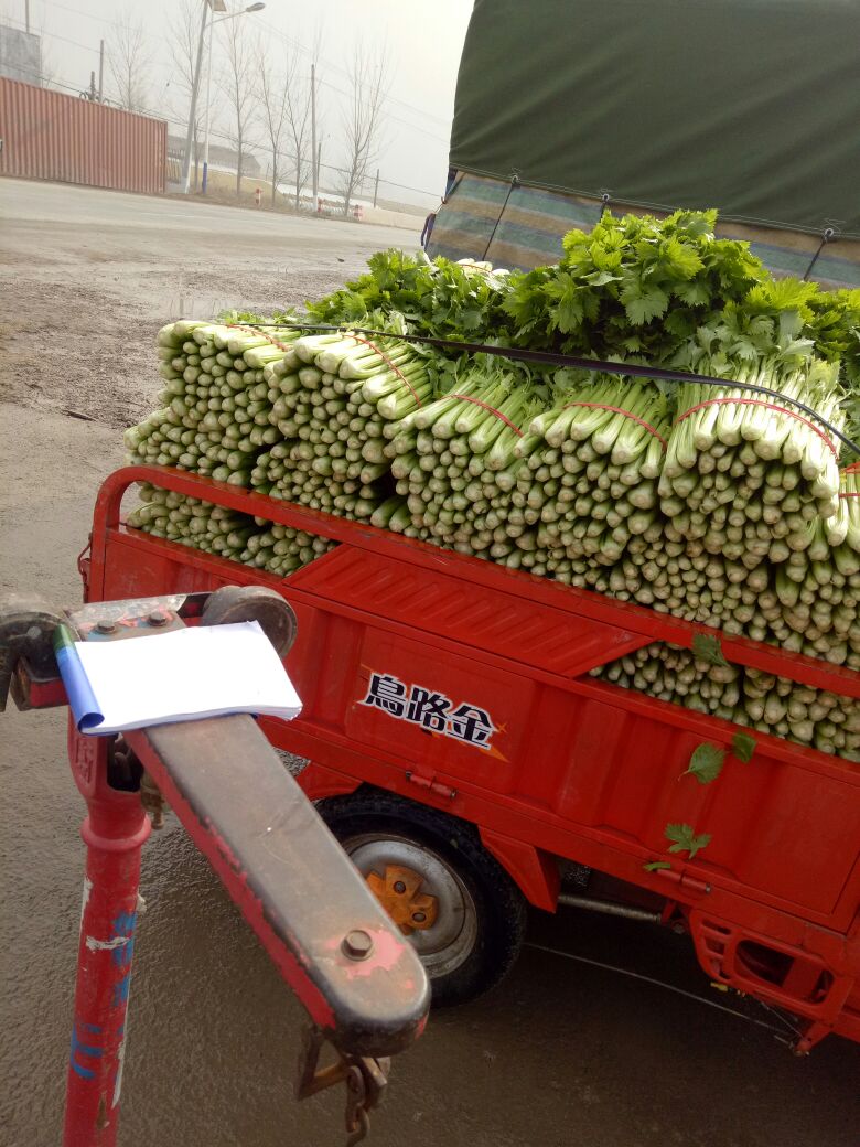 西芹  法国皇后芹菜  大棚芹菜大量供应！