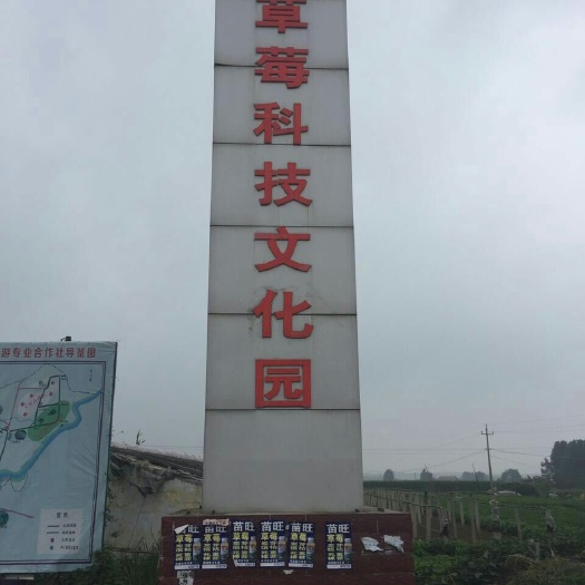 泰安红颜草莓苗 地栽苗 20~30公分