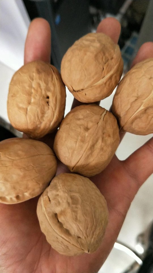  新疆核桃  阿克苏薄皮核桃