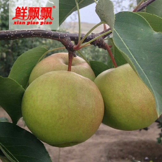 民乐县苹果梨 200-250g 90mm以上 