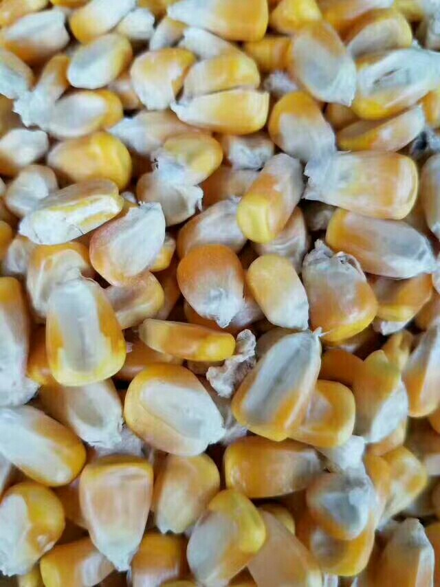 玉米干粮 大量养殖玉米，饲料玉米