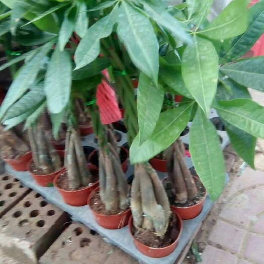 沭阳县辫子发财树
