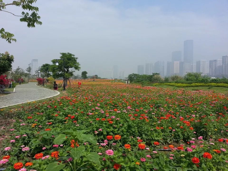 百日草种子 大花百日菊