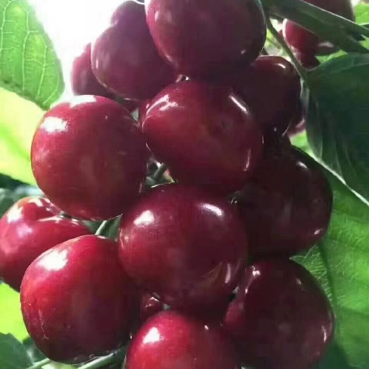 泰安萨米脱苗  樱桃苗