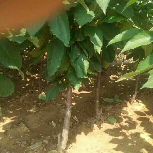 烟台矮化樱桃苗 