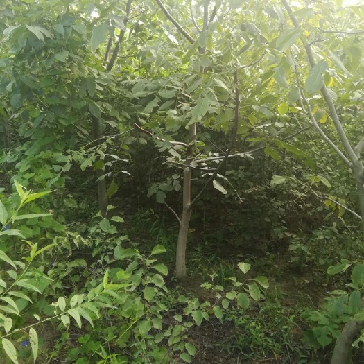 荥阳市薄皮核桃苗