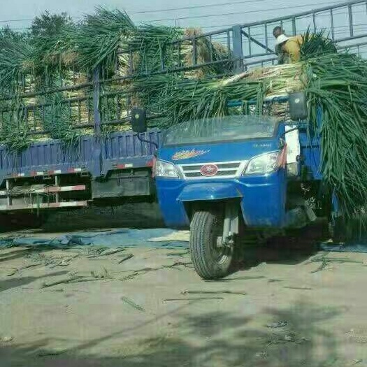 靖远县铁杆大葱 钢葱