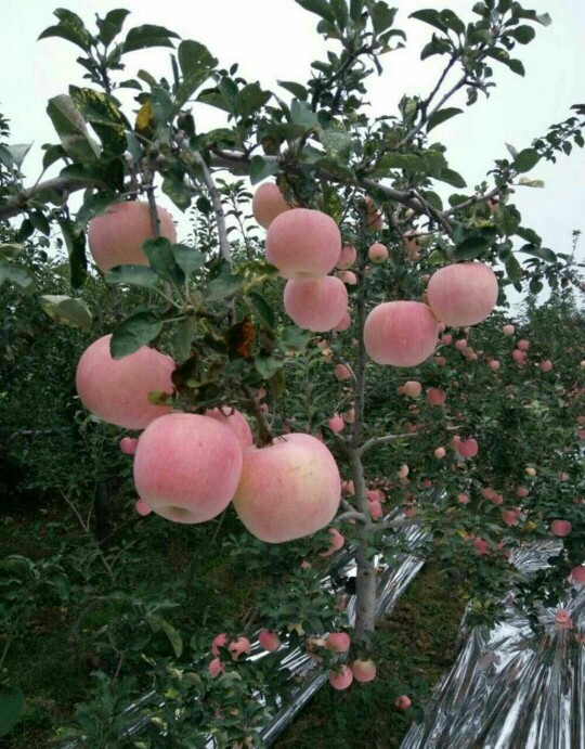  寒富苹果树苗 烟富苹果树苗金星金帅苹果树苗维纳斯苹果树苗鲁