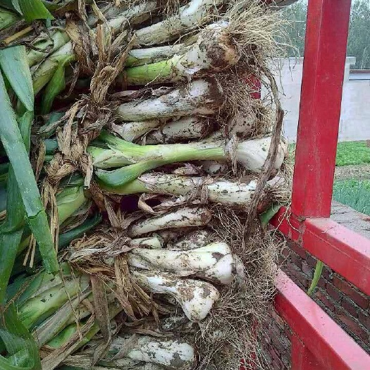 定州市鸡腿大葱，大量上市，质量好，价格便宜，供货量大
