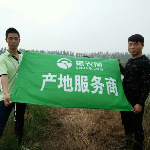 监利市 湖北监利小龙虾小青