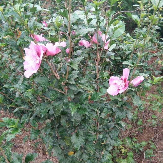 木槿