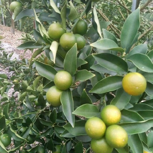 全州县脆皮金桔 4-5cm 1两以下
