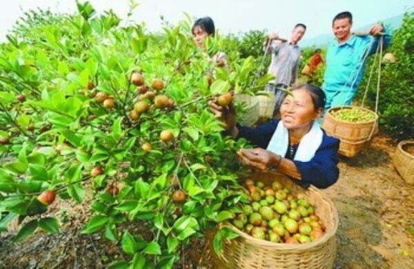 富宁县野生山茶油