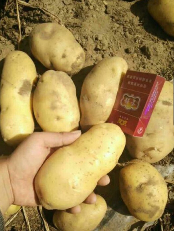 超荷兰15号土豆 3两以上
