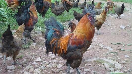 南宁快大型麻羽乌鸡苗