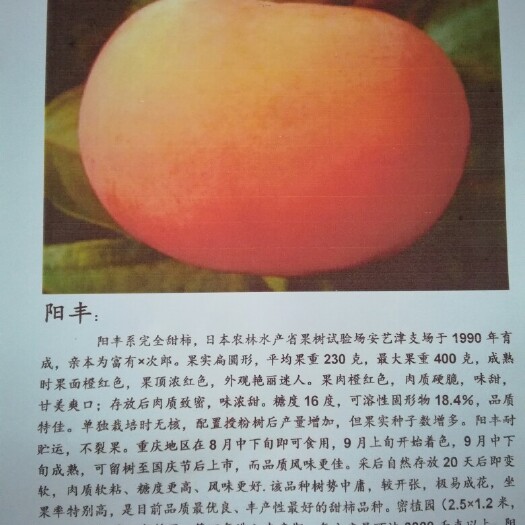 荥阳市阳丰甜柿苗 
