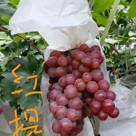 泰安红乳葡萄苗
