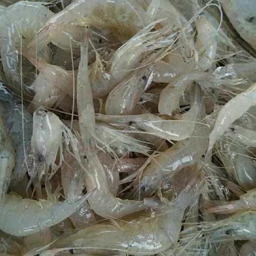 巢湖白米虾 绿色无污染，无公害，放心食用。