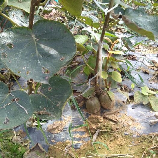 苍溪县苍溪红心猕猴桃苗 嫁接苗