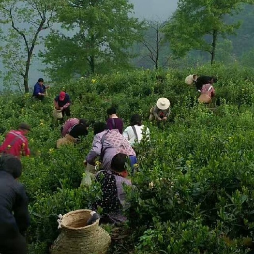 黄山太平猴魁 盒装 特级