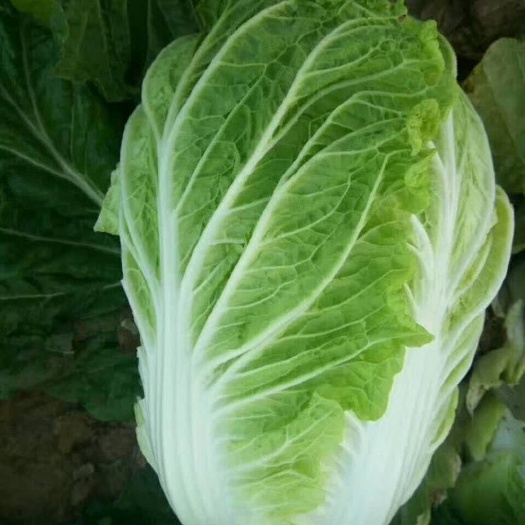 通许县夏阳白菜 2~3斤 净菜
