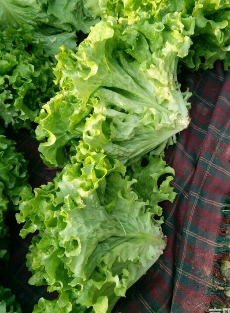 邯郸散叶生菜 7~8两 