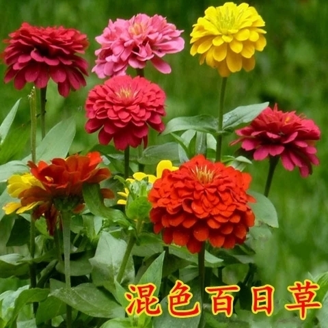 沭阳县百日草种子 大花百日菊