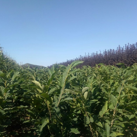 迁西板栗苗 嫁接苗 0.5~1米