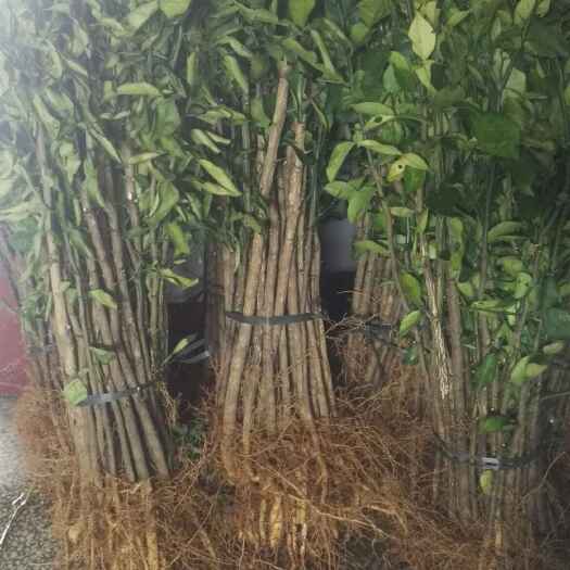 阳朔县酸柚实生苗